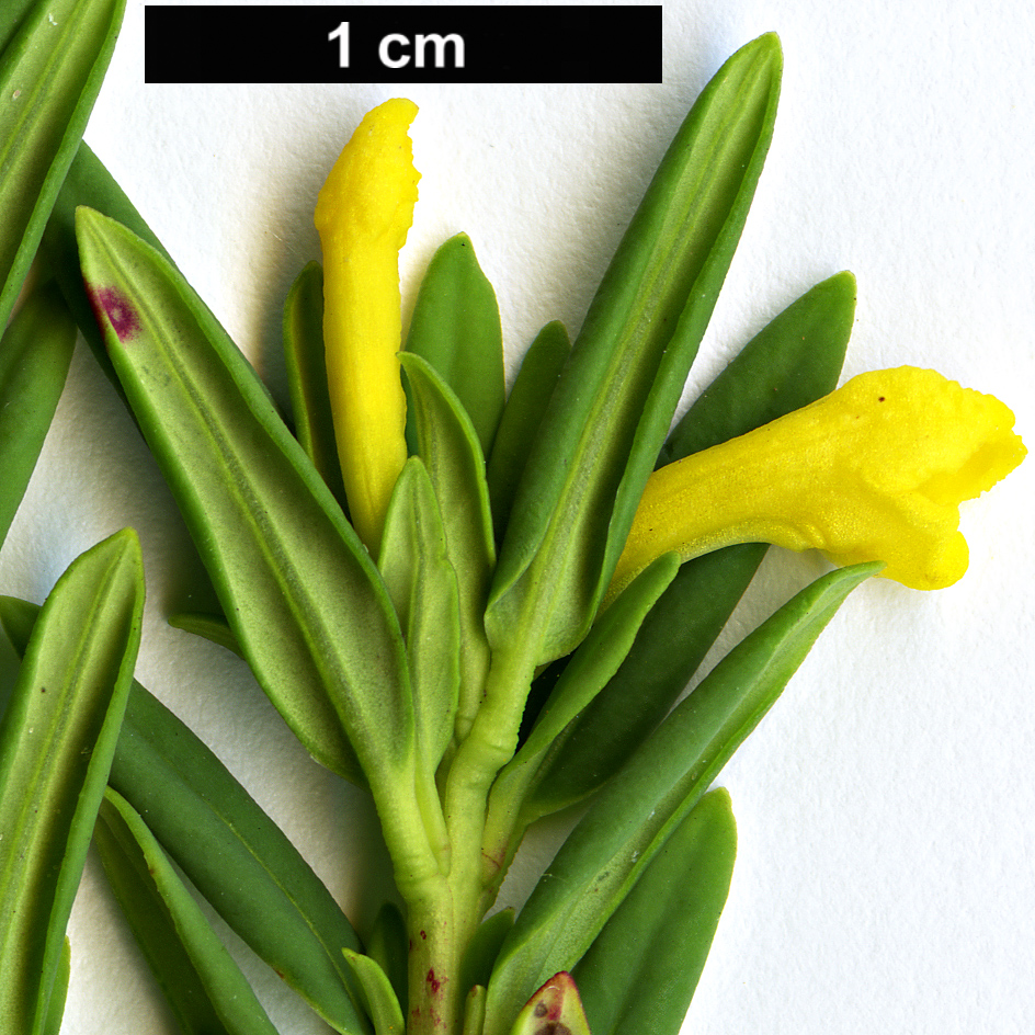High resolution image: Family: Thymelaeaceae - Genus: Daphne - Taxon: calcicola - SpeciesSub: 'Little Snow Mountain'